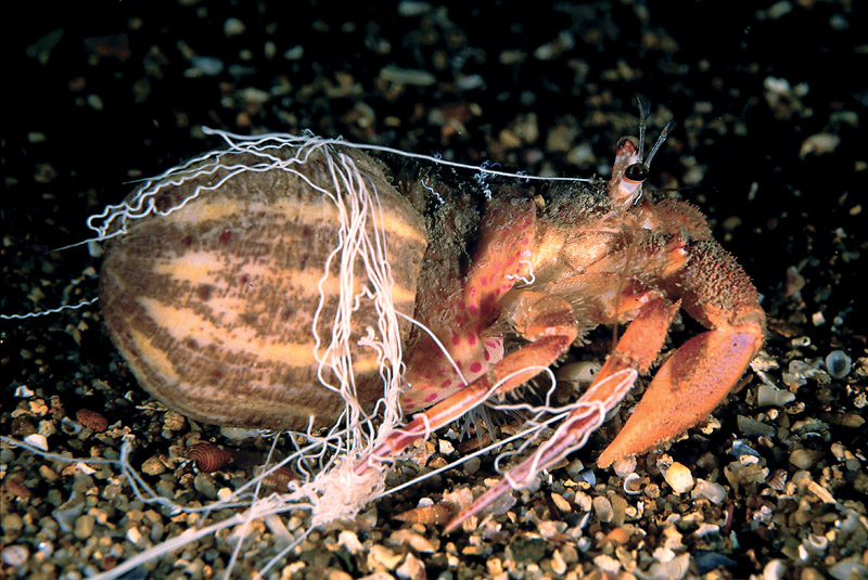 Pagurus prideaux - Aconzie di Adamsia palliata